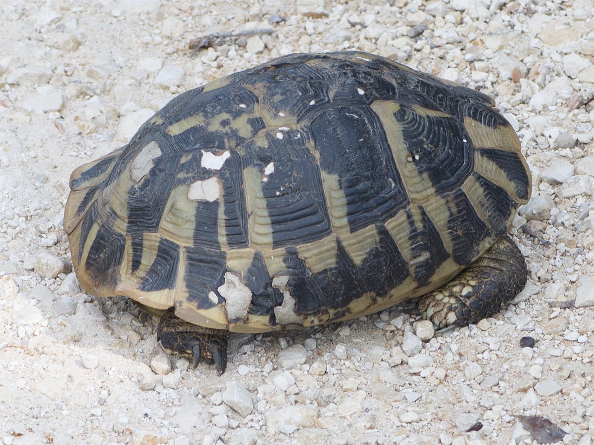 Testudo hermanni